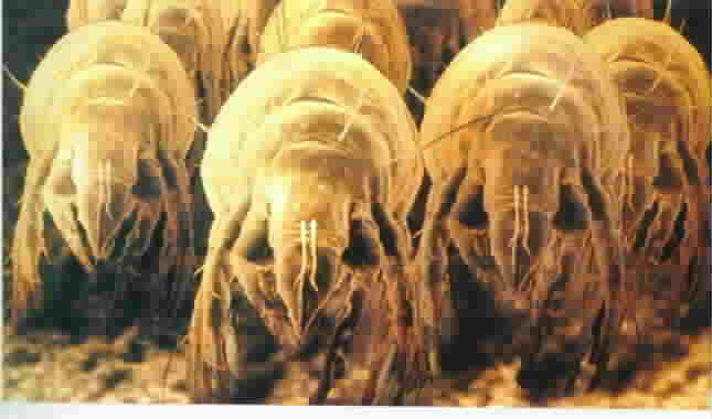 Dustmite